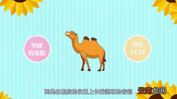牛为什么被称为反刍动物 牛为何被称为反刍动物