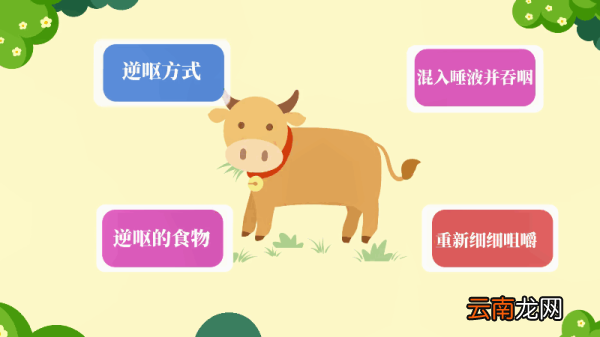 牛为什么被称为反刍动物 牛为何被称为反刍动物