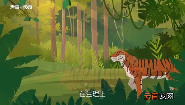 老虎和狮子谁厉害 老虎为什么怕狮子