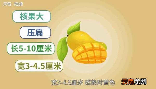 芒果是热性还是凉性芒果是寒性水果吗