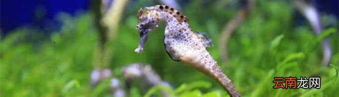 海马生活在哪里？