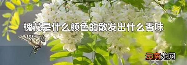 槐花是什么颜色的散发出什么香味