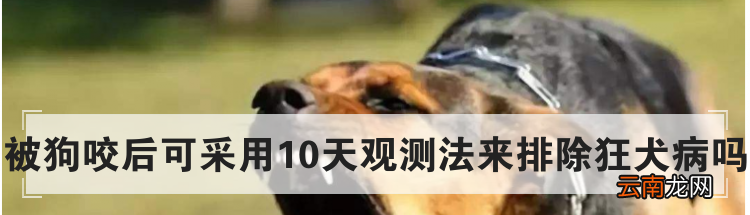 被狗咬后可采用10天观测法来排除狂犬病吗