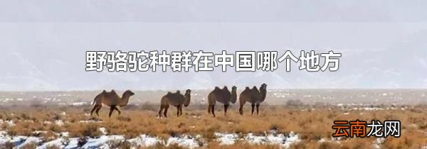 野骆驼种群在中国哪个地方