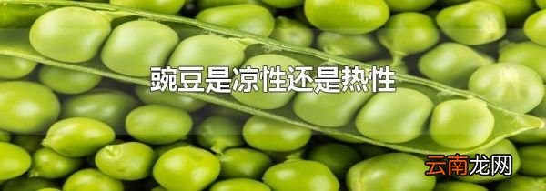 豌豆是凉性还是热性