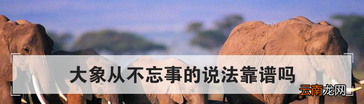 大象从不忘事的说法靠谱吗