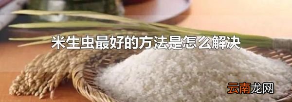米生虫最好的方法是怎么解决