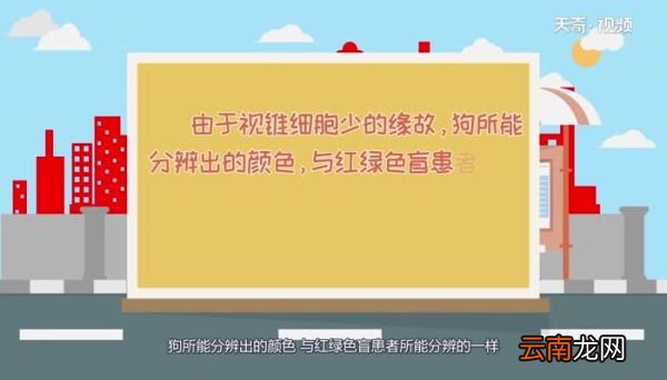 猫和狗哪个是色盲猫和狗哪个是色盲