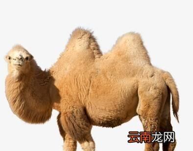 骆驼的驼峰是储存什么的?