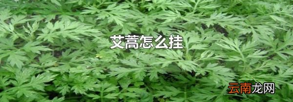 艾蒿怎么挂