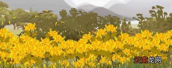描写菊花的古诗大全 描写菊花的诗句