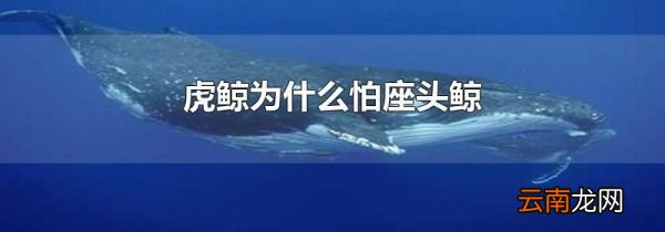 虎鲸为什么怕座头鲸