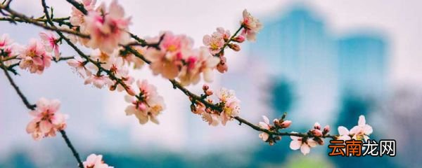 三月的桃花水是春天的什么仿写 三月的桃花水是春天的什么仿写句子
