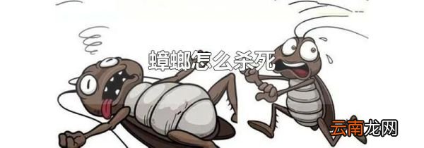 蟑螂怎么杀死