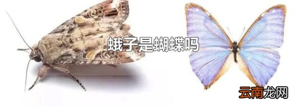 蛾子是蝴蝶吗