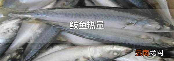 鲅鱼热量