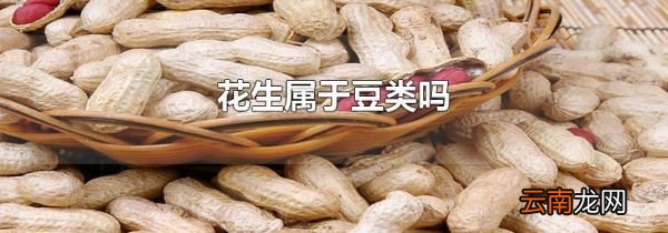 花生属于豆类吗