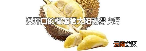 没开口的榴莲晒太阳熟得快吗