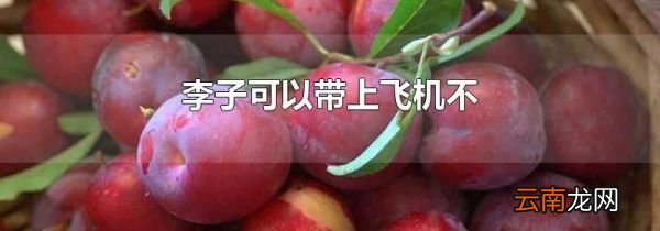 李子可以带上飞机不