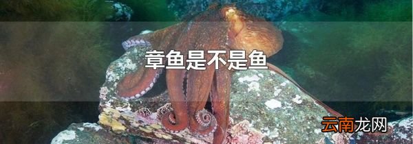 章鱼是不是鱼