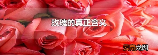 玫瑰的真正含义