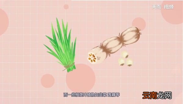 植物怎么过冬植物过冬是怎么过的