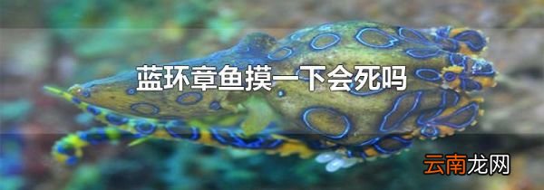 蓝环章鱼摸一下会死吗