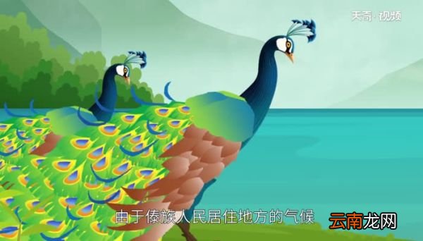 傣族为什么喜欢孔雀舞 傣族人们为何喜欢孔雀舞