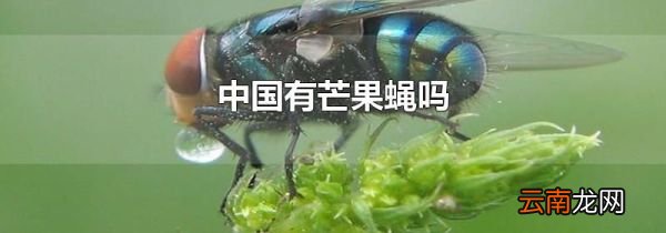 中国有芒果蝇吗