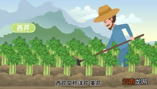 西芹是不是芹菜 西芹是芹菜吗