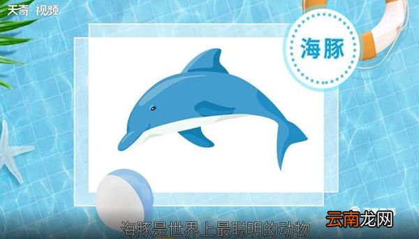世界上最聪明的动物 世界上最聪明的动物是什么