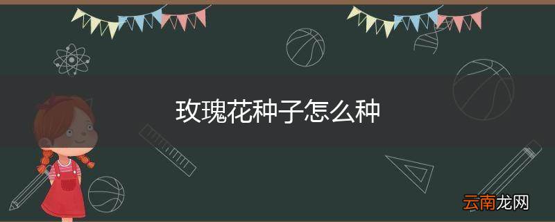 玫瑰花种子怎么种