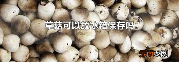 草菇可以放冰箱保存吗