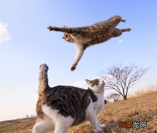 为什么猫在空中也可以自由转身？