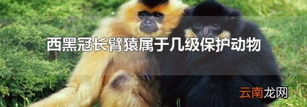 西黑冠长臂猿属于几级保护动物