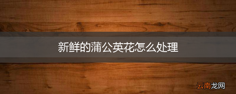新鲜的蒲公英花怎么处理