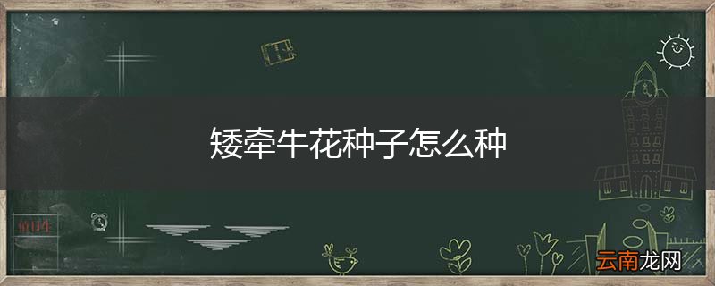 矮牵牛花种子怎么种