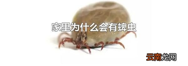 家里为什么会有蜱虫