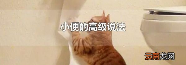 小便的高级说法