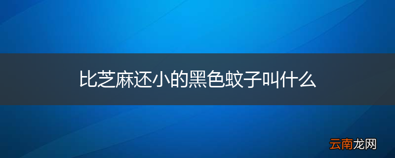 比芝麻还小的黑色蚊子叫什么
