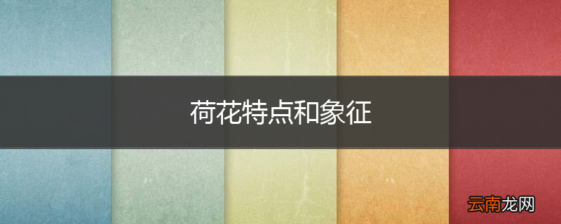 荷花特点和象征