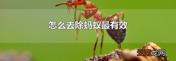 怎么去除蚂蚁最有效