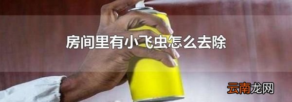 房间里有小飞虫怎么去除