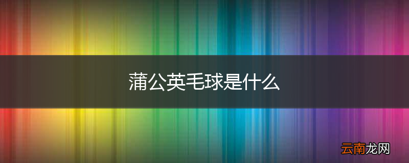 蒲公英毛球是什么
