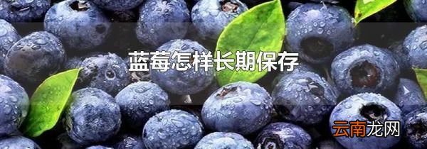 蓝莓怎样长期保存