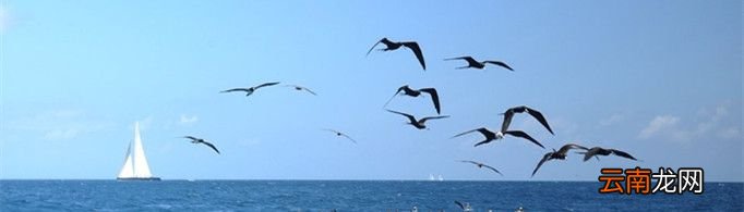 达尔文海湾为什么是鸟天下？