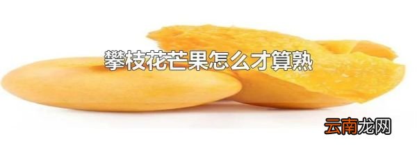 攀枝花芒果怎么才算熟