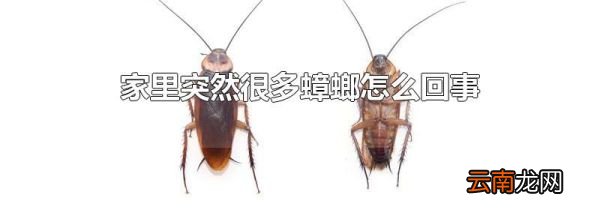 家里突然很多蟑螂怎么回事