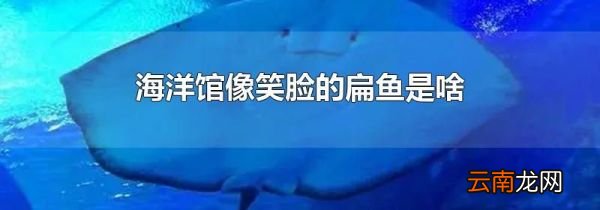 海洋馆像笑脸的扁鱼是啥