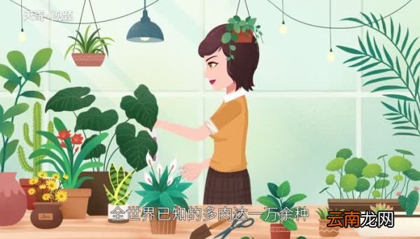 多肉植物品种 多肉植物品种有哪些